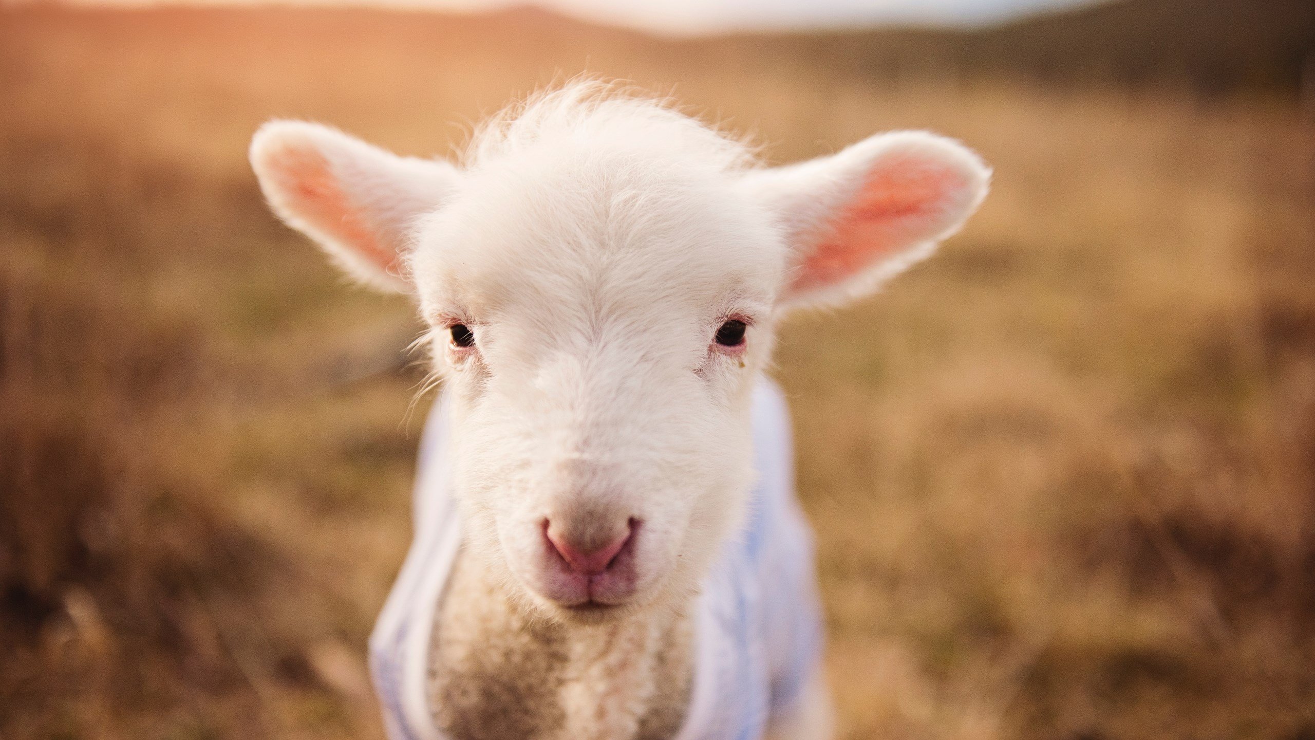 开云网页版登录入口-【赛事统计】关键数据解析与趋势预测，业务高手必修课_如何看懂关键数据