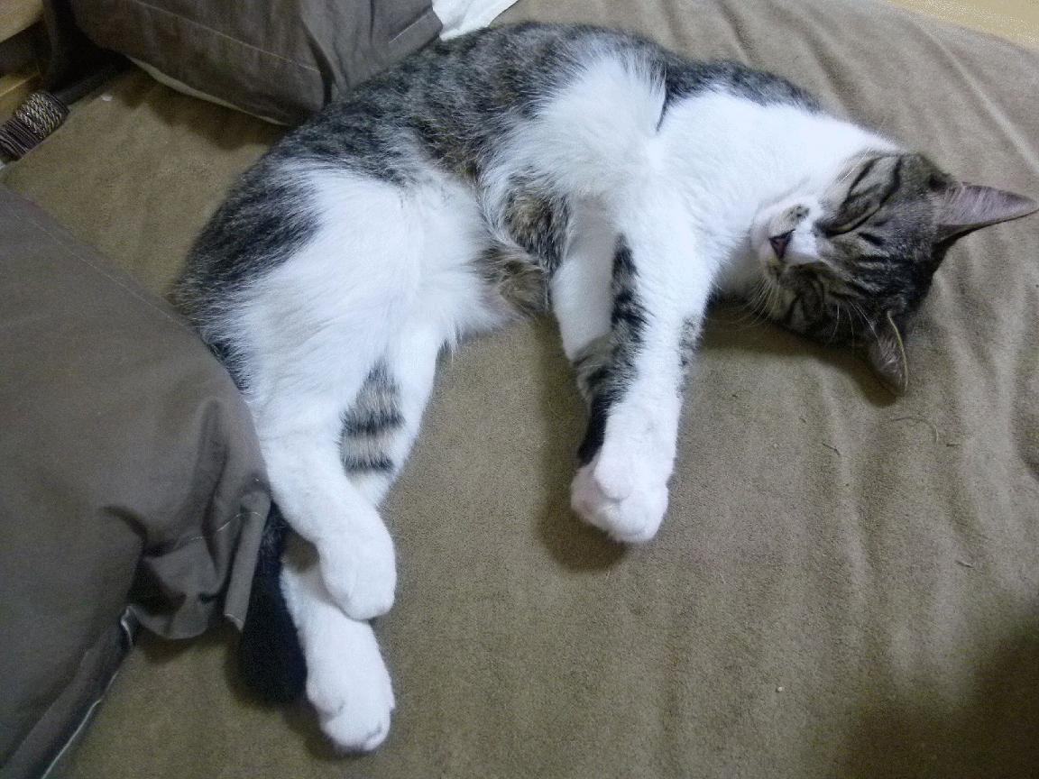 KAIYUN 中国大陆-中国篮球运动员登陆海外联赛，展现国家体育实力，中国男篮海外人才